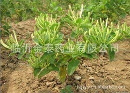 临沂金泰药业 花卉种子 种苗产品列表