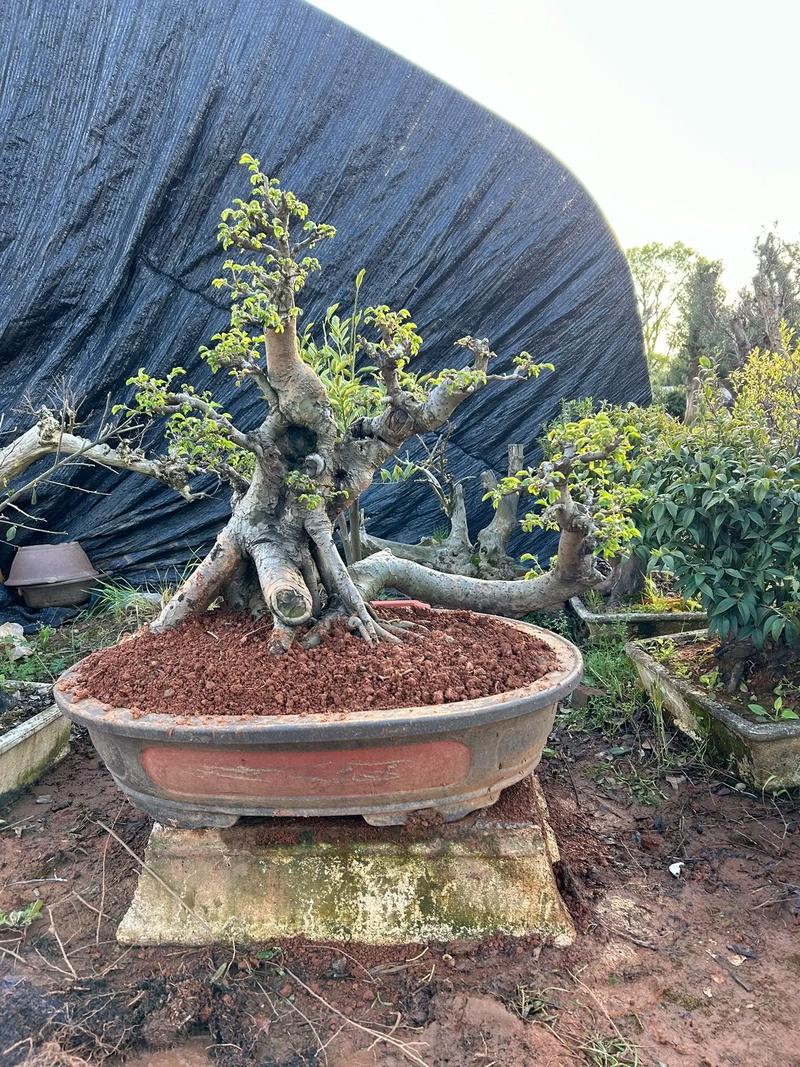 六年磨一景 从老桩到精品，走进盆景种植基地的园艺生活